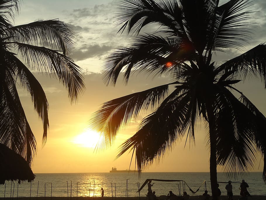 sunset, beach, palmas, water, sea, sky, palm tree, tropical climate HD wallpaper