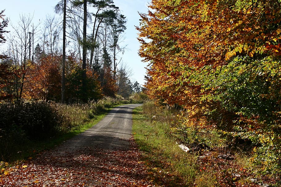 forest, forest path, nature, tree, autumn, autumn mood, landscape, HD wallpaper