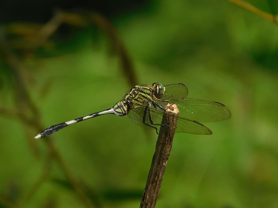 dragon fly, stream, nature, animal wildlife, one animal, animals in the wild HD wallpaper