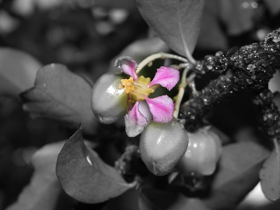 acelora, fruit, plants, nature, flower, flowering plant, beauty in nature HD wallpaper