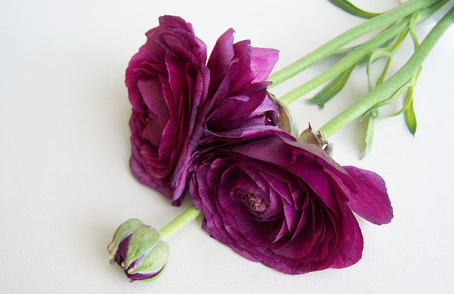 cut flower, goldilocks, purple color, freshness, flowering plant HD wallpaper