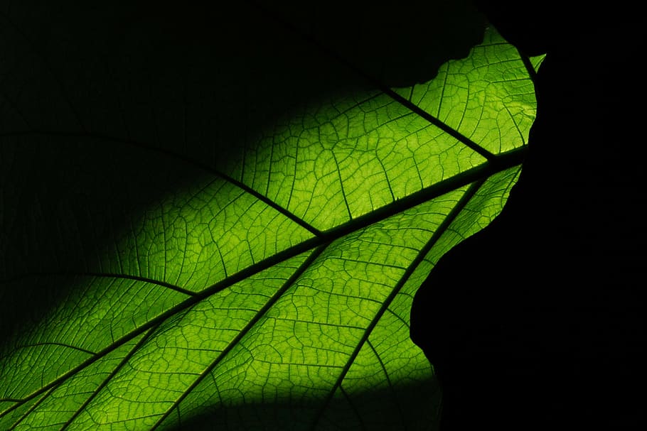 leaf, structure, texture, plant part, black background, leaf vein HD wallpaper