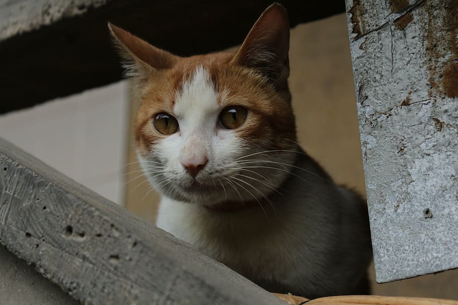 kitty, pets, stray cats, one animal, mammal, feline, domestic cat HD wallpaper