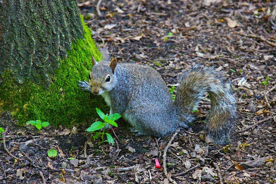 gray squirrel, animal, grey, wildlife, rodent, fur, nature HD wallpaper