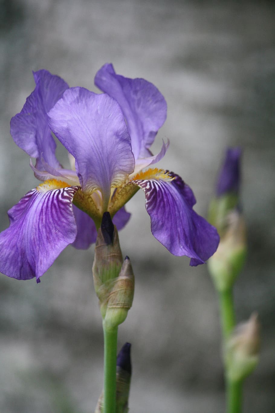 close up photography of purple iris flower in bloom, nature HD wallpaper
