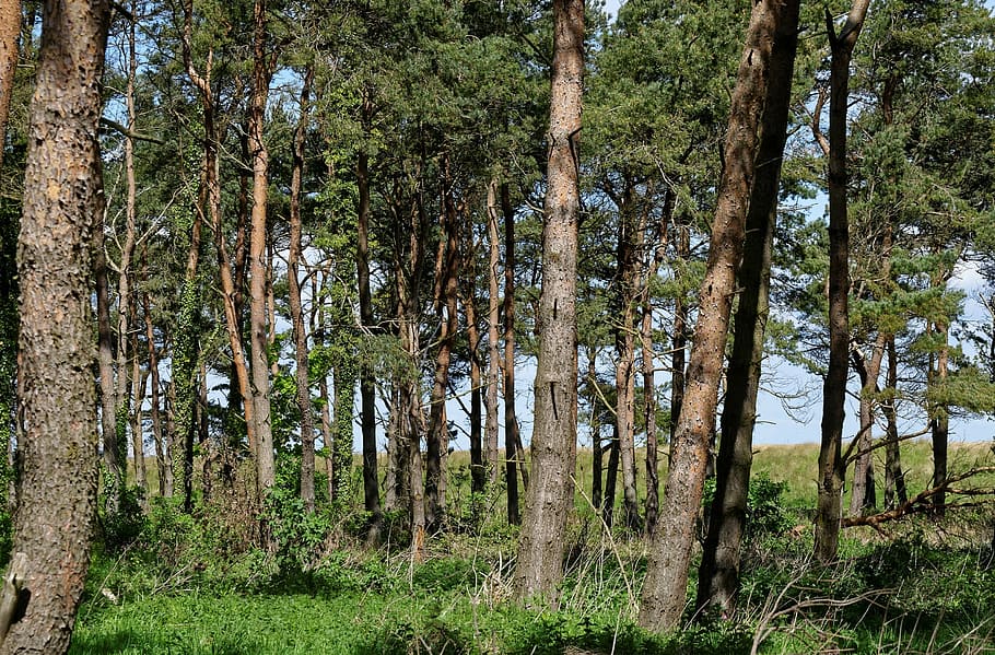 trees, wood, nature, forest, natural, green, leaf, outdoor HD wallpaper