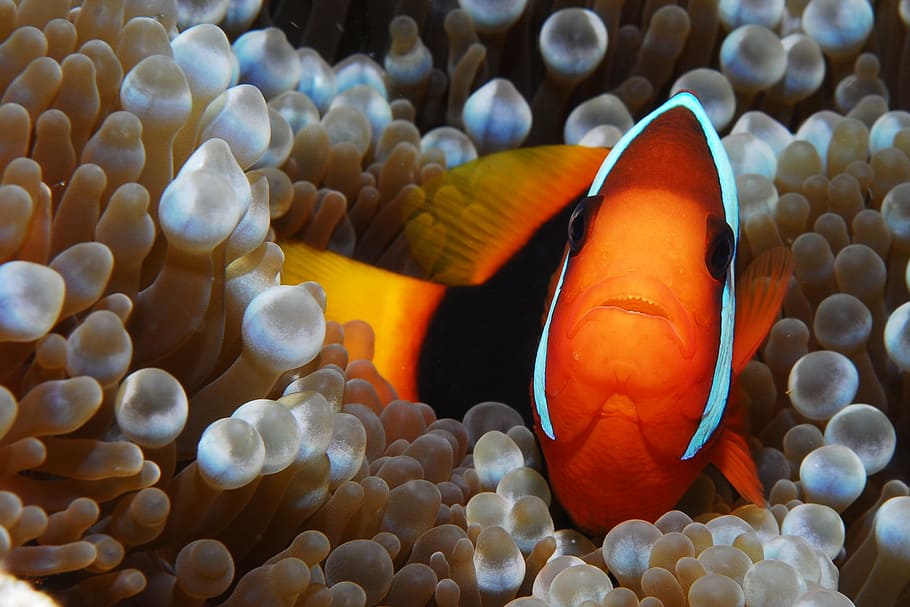 clown fish leaning on beige coral, diving, nemo, underwater, sea life