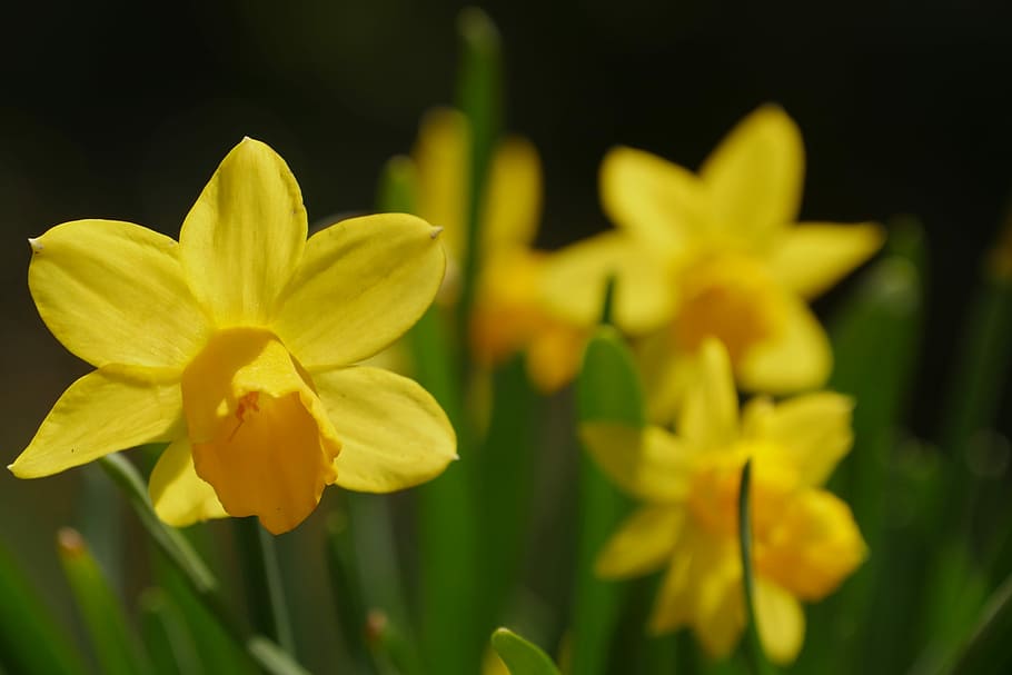flowers, spring, yellow, flowering plant, petal, beauty in nature HD wallpaper