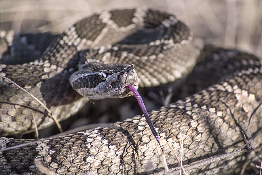 selective focus photography of black and gray snake, rattlesnake, HD wallpaper