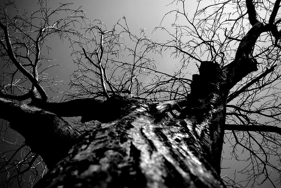 Tree, Nature, Black And White, bare tree, branch, tree trunk HD wallpaper