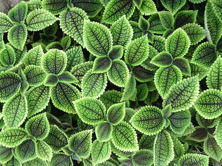 closeup photo of green leafed plants, grass, green color, full frame HD wallpaper