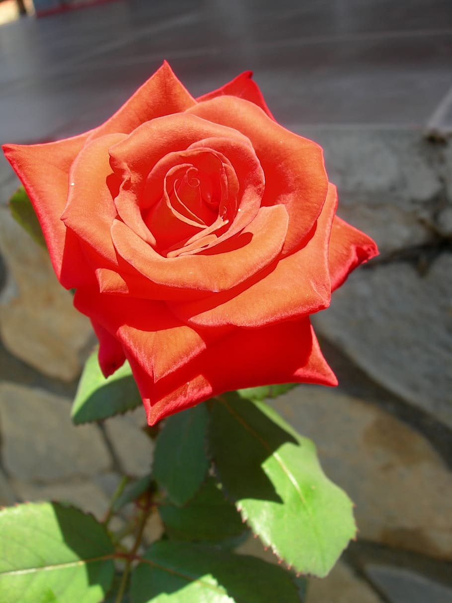 red, rose, flower, romance, love, romantic, floral, plant, color HD wallpaper