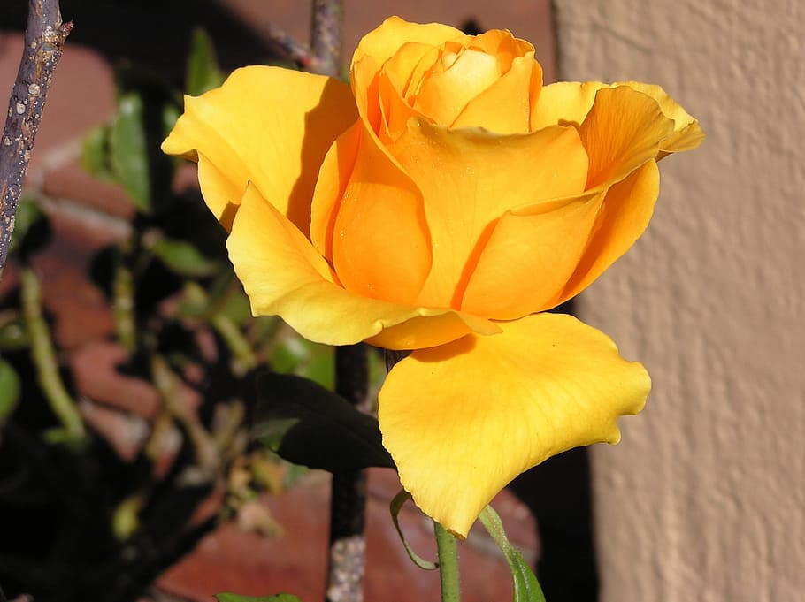 Flower, Orange, rose, petal, fragility, freshness, flower head HD wallpaper