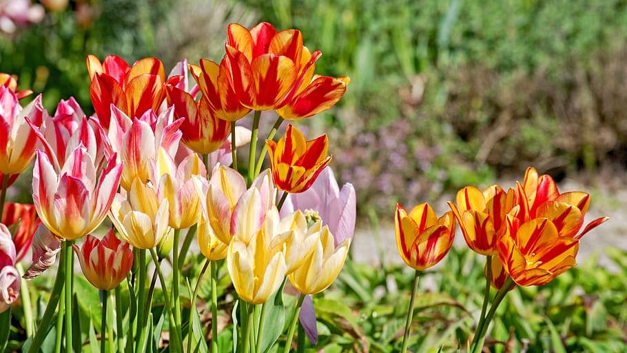 tulips, bloom, spring, red, flower, colorful, blossom, spring greetings HD wallpaper