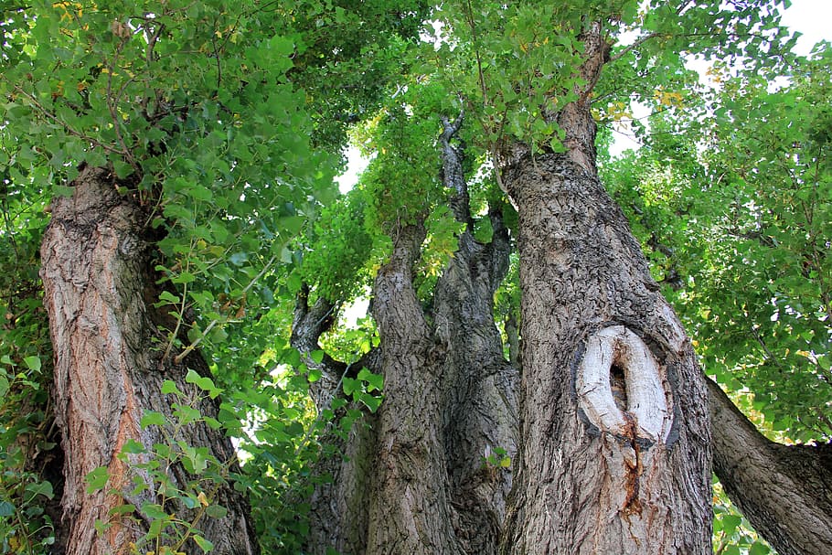tree, tribe, log, green, plant, trunk, tree trunk, growth, green color HD wallpaper