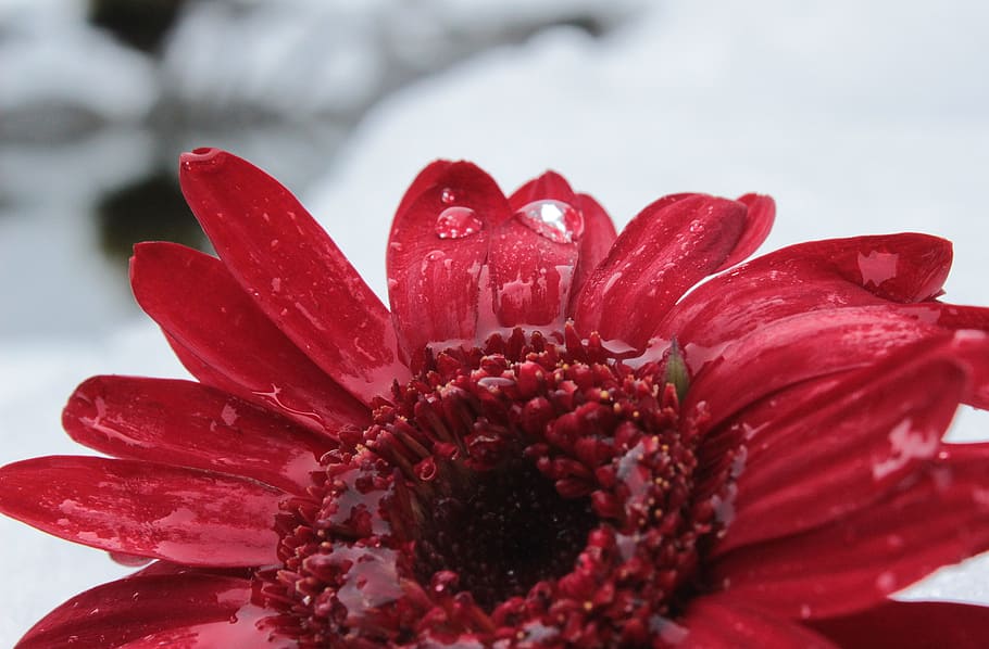 Gerbera, Blossom, Bloom, Flower, drop of water, wet, petals HD wallpaper