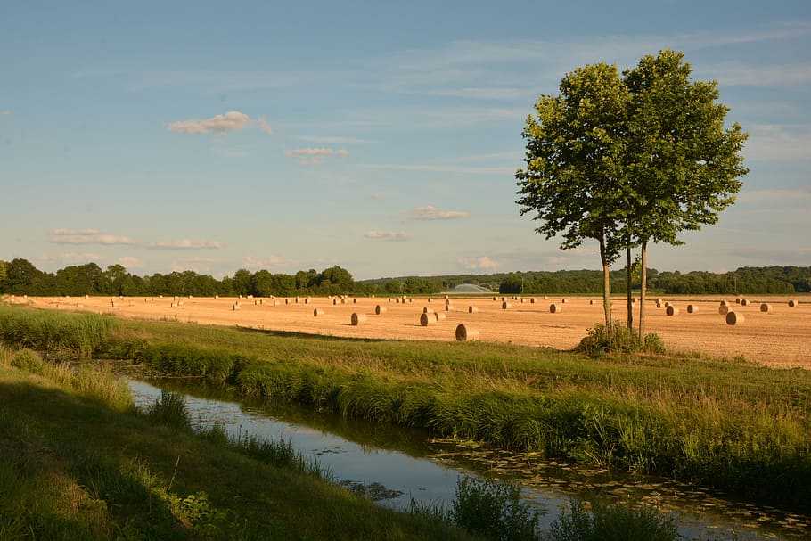 field, wheat, channel, nature, rural Scene, agriculture, tree HD wallpaper