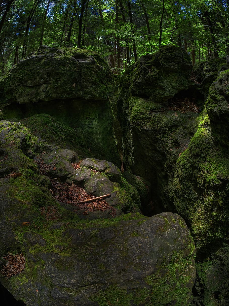 rock, moss, forest, green, bemoost, nature, wild, dark, tree HD wallpaper