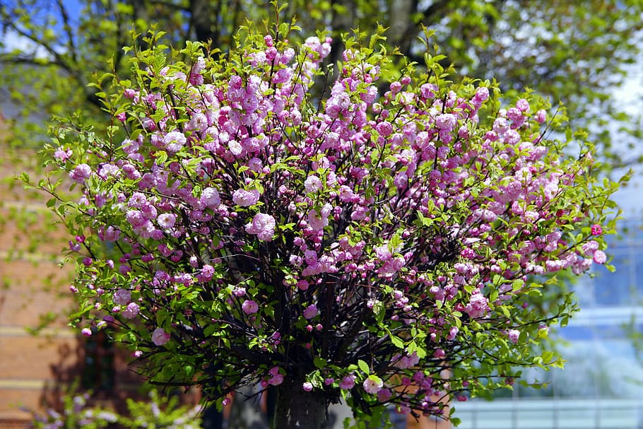 almond, flowers, pink, dashing, plant, tree, tonsil, the delicacy HD wallpaper