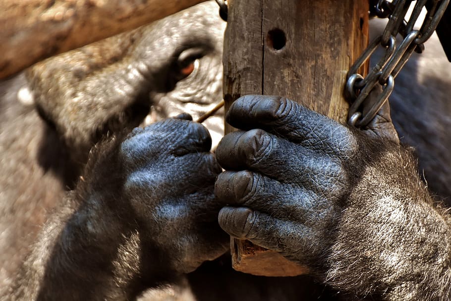 selective focus photo of black gorilla holding black wood, feeding HD wallpaper