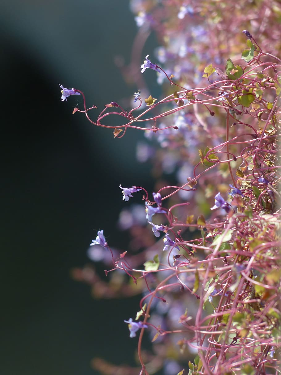 purple petaled flowers, dulcimer herb, blossom, bloom, blue HD wallpaper