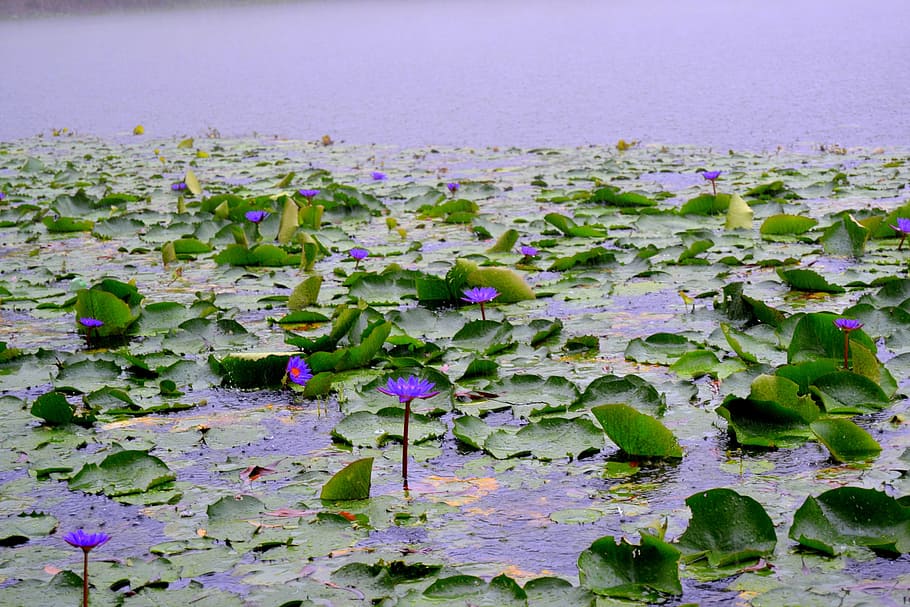 bangladesh, national, flower, water lily, flowering plant, beauty in nature