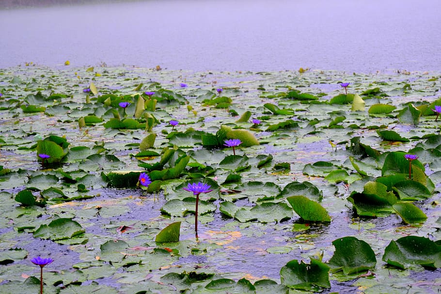 bangladesh, national, flower, water lily, flowering plant, beauty in nature, HD wallpaper