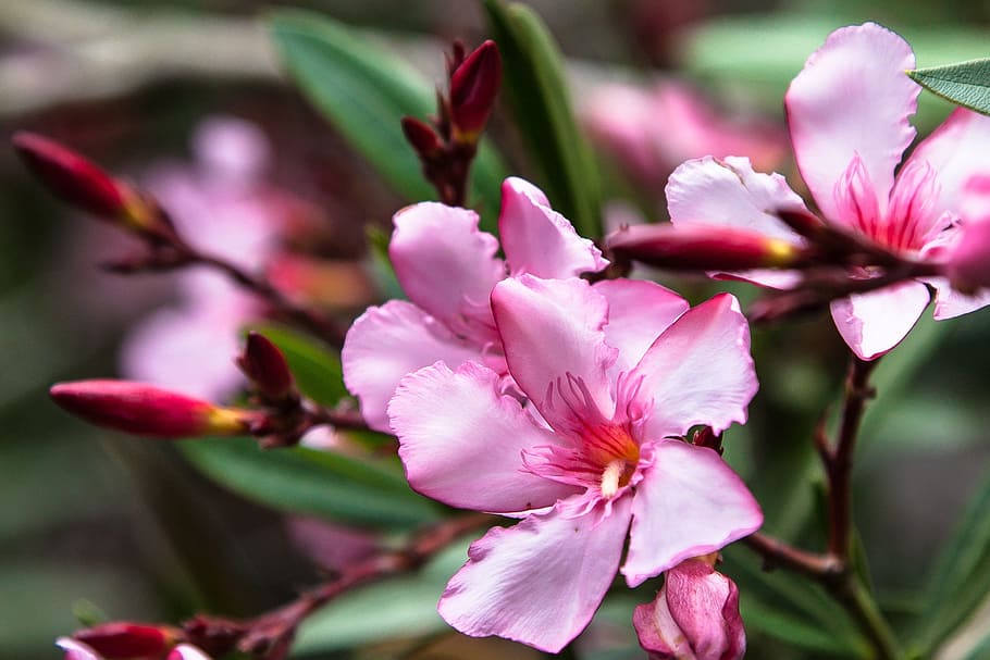 plant, flowers, pink, flowering plant, pink color, freshness HD wallpaper