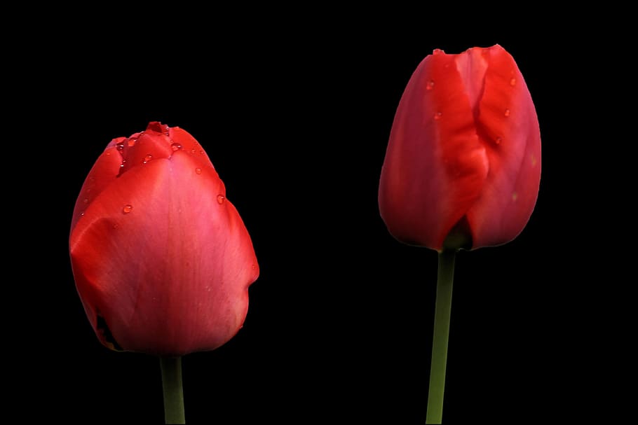 Tulips, Spring, Flower, red, spring flower, flowers, black background HD wallpaper