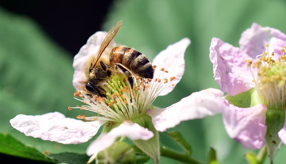 bee, blackberry, sprinkle, insect, close, summer, flowers, nature HD wallpaper