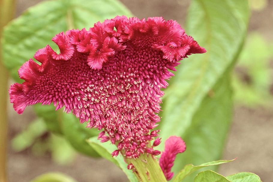 cockscomb, blossom, bloom, garden, plant, beautiful, flowering plant HD wallpaper