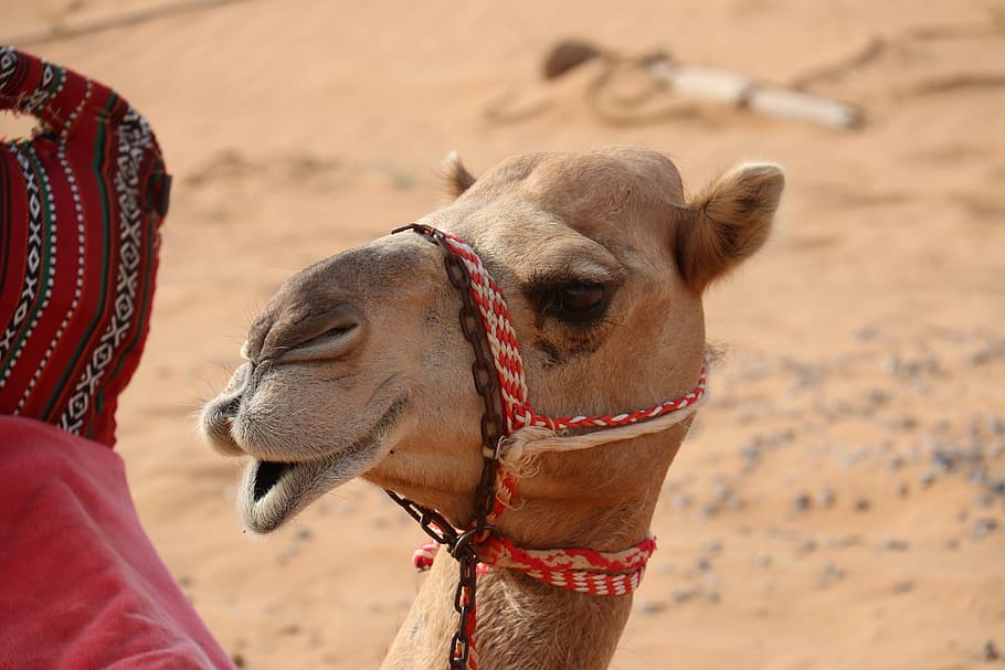 brown camel standing on desert during daytime, hello, saudi HD wallpaper