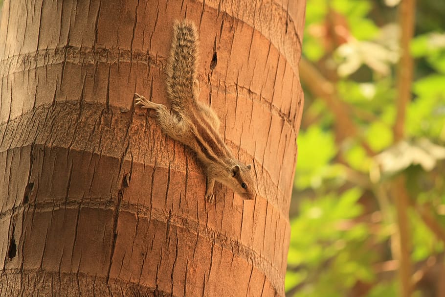 Squirrel, Climbing, Down, Moving, Fast, tree, brown, wooden HD wallpaper
