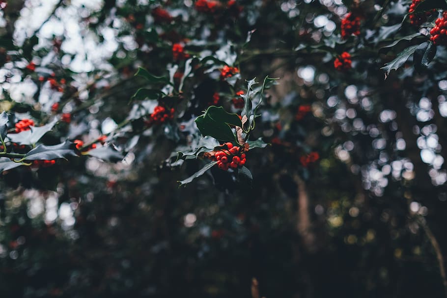 close up photography of round red fruit, red fruits, green, flowers HD wallpaper