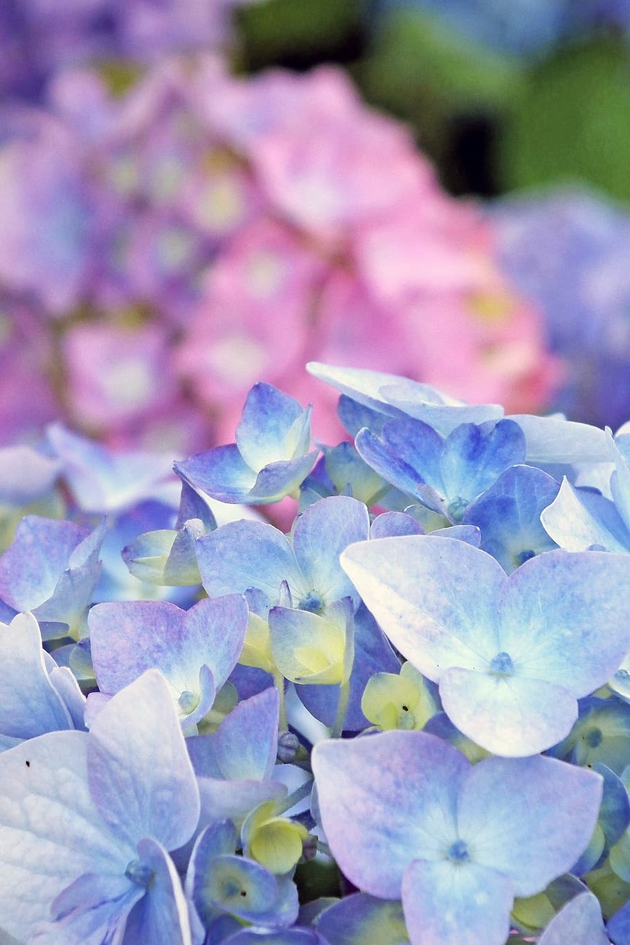 Hydrangea, Blossom, Bloom, blue, inflorescence, flora, flower HD wallpaper