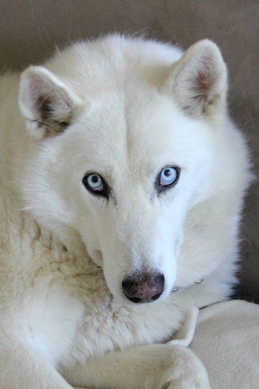 white husky, husky mix, dog, blue eyes, fluffy, canine, pet, portrait, HD wallpaper