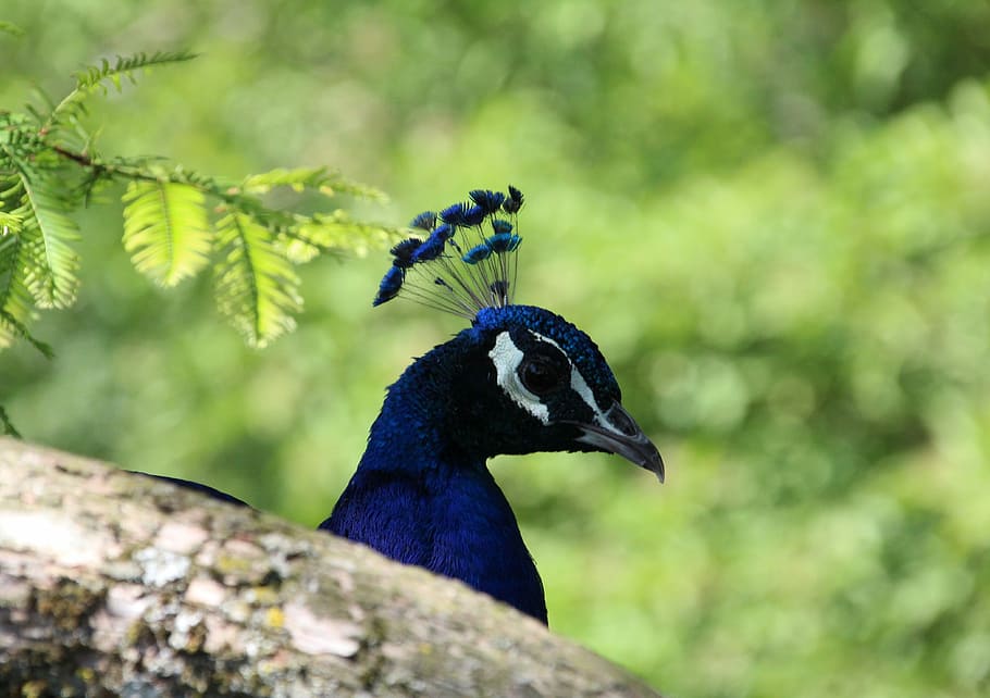 Peacock, Head, bill, animal themes, one animal, animals in the wild HD wallpaper