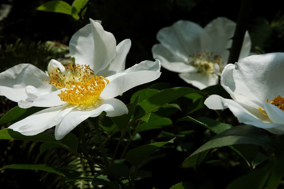 Nanxi, Riverside, Flower, petal, fragility, flower head, freshness HD wallpaper