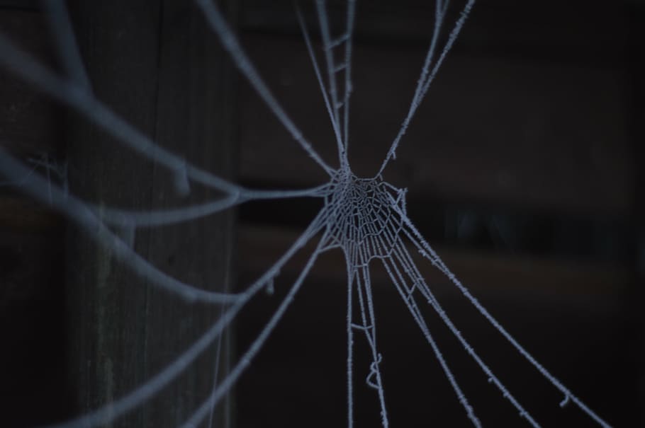 cobweb, winter, cold, frost, spider, network, eiskristalle HD wallpaper