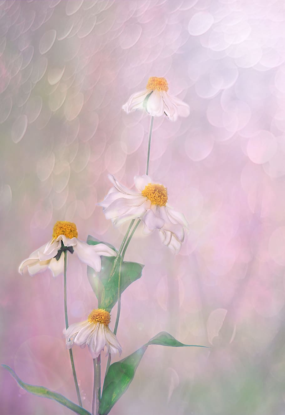 white daisy flowers painting, plant, nature, leaf, floral, summer HD wallpaper