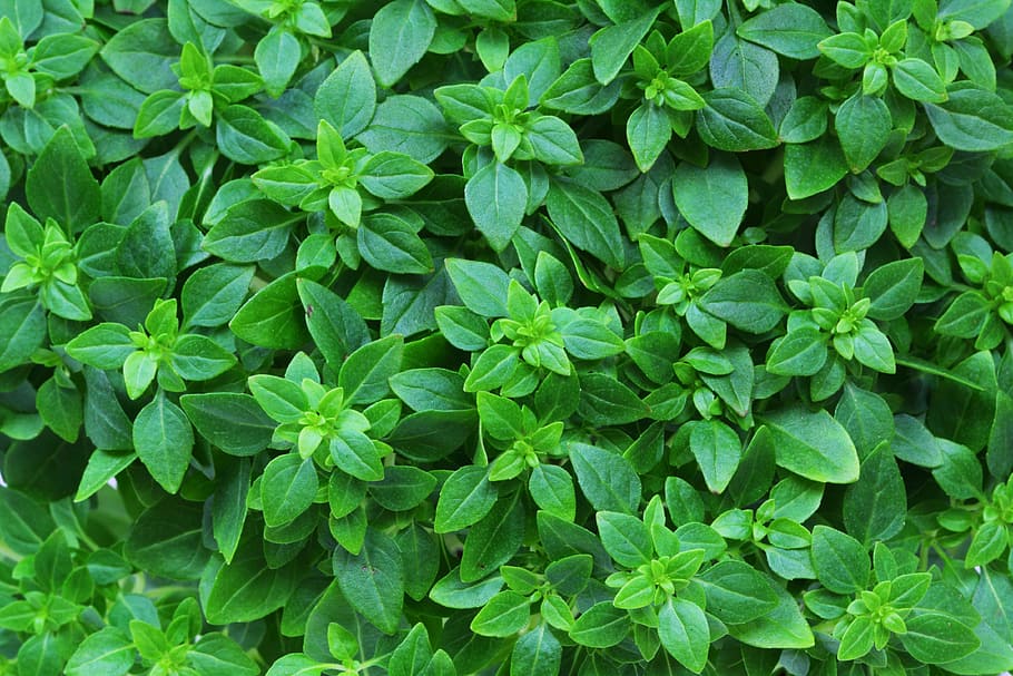 closeup photo of green leafed plant, Aroma, Aromatic, Background, HD wallpaper