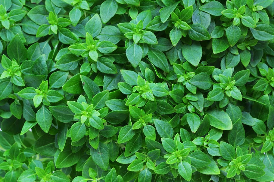 closeup photo of green leafed plant, Aroma, Aromatic, Background HD wallpaper