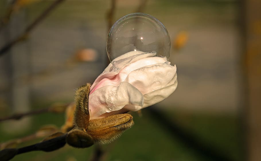 flower, blossom, bloom, soap bubble, plant, close, color, macro HD wallpaper