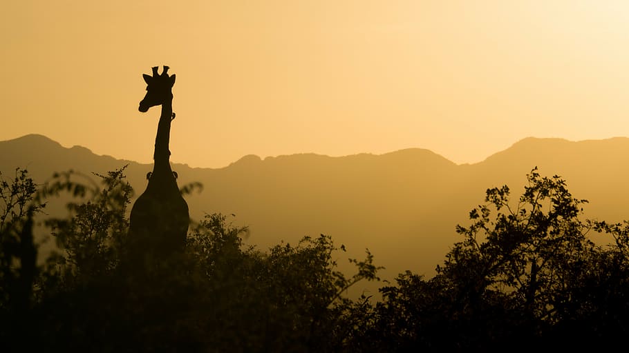 silhoutte photography of giraffe beside trees, sunset, yellow, HD wallpaper