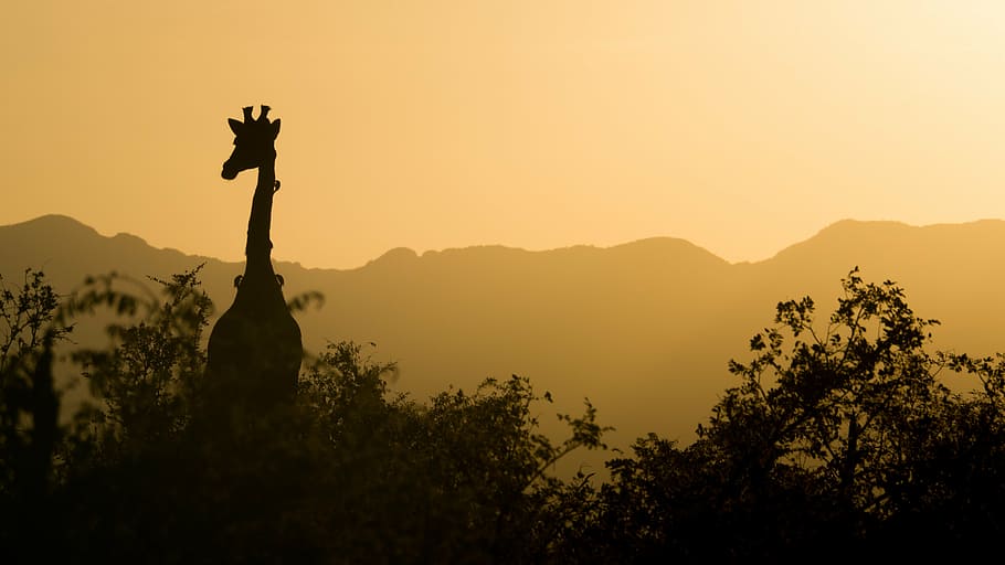 silhoutte photography of giraffe beside trees, sunset, yellow HD wallpaper