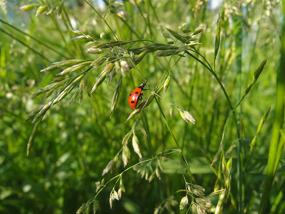 grass, summer, green, insect, ladybug, green grass, closeup HD wallpaper