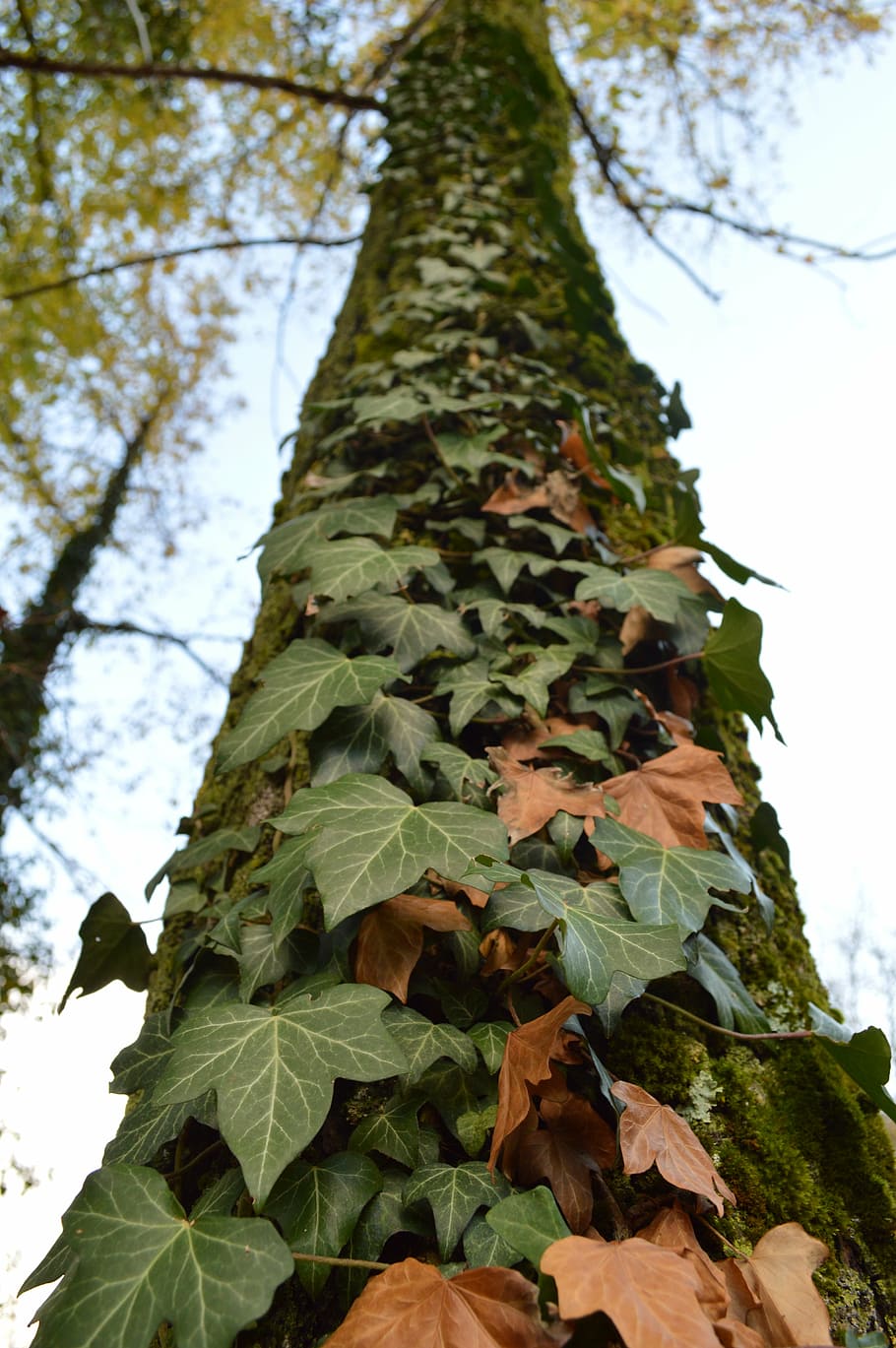 nature, fall, tree, plant, leaf, plant part, low angle view HD wallpaper