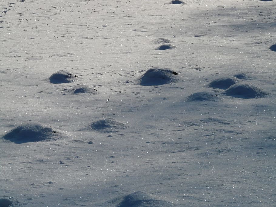 Molehill, Wintry, Cold, Winter, Snow, cold temperature, day HD wallpaper