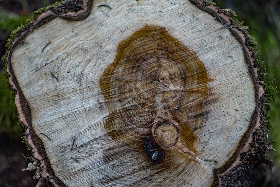 annual rings, tree, log, tribe, grain, structure, texture, forestry HD wallpaper