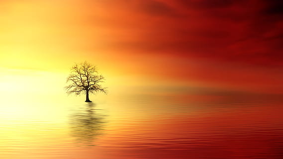 bare tree surrounded by body of water digital wallpaper, sunset HD wallpaper